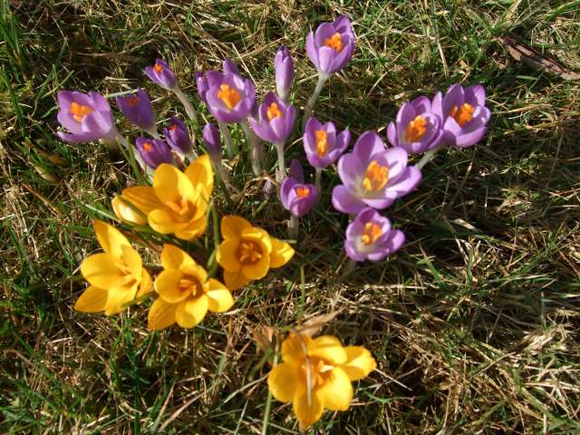 Crocus 001_PhotoRedukto.jpg