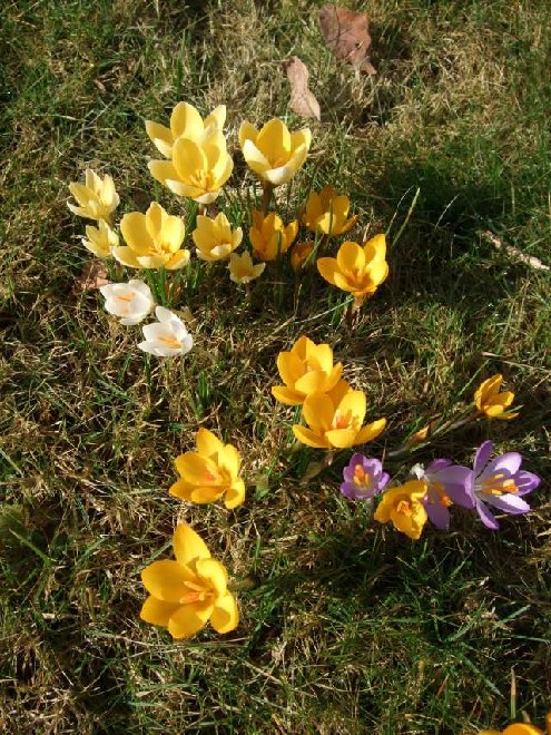 Crocus 002_PhotoRedukto.jpg
