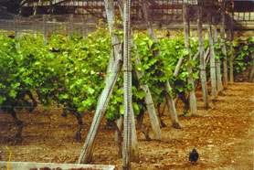 Vignes Bécon.jpg