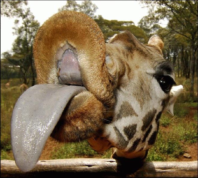 langue-girafe.jpg
