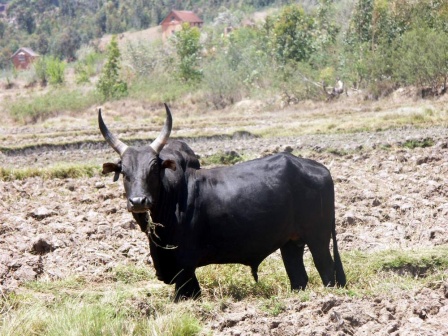 med-Visoterra-zebu-6779.jpg
