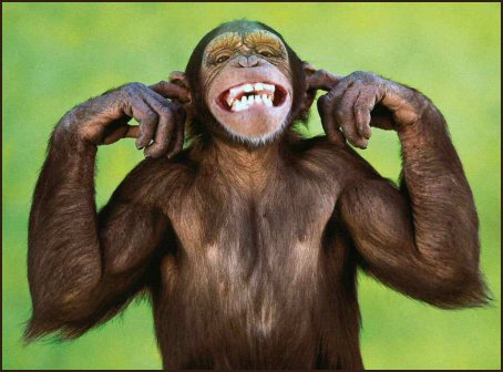 singe1.jpg