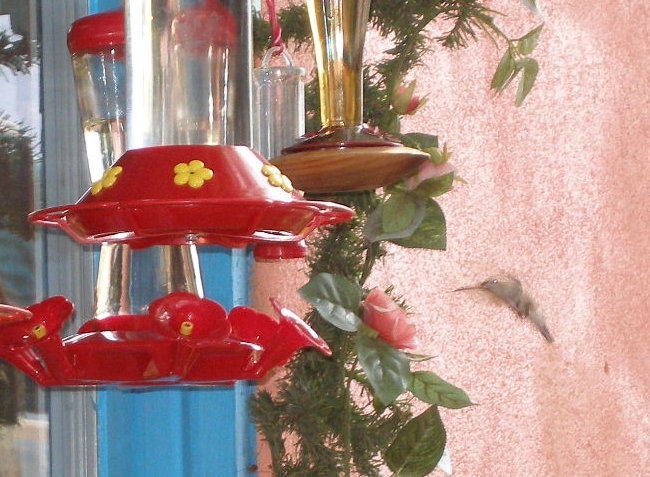 Colibri-P7300287.jpg
