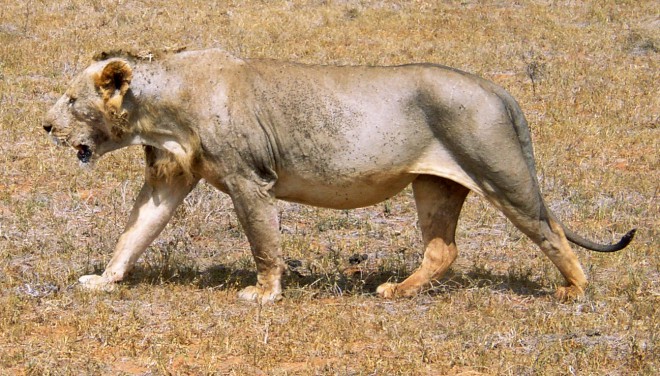Maneless_lion_from_Tsavo_East_National_Park.jpg