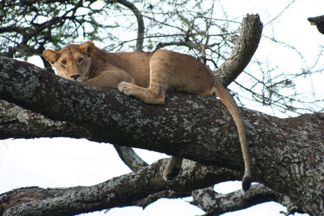 lion_3855 (Medium).JPG