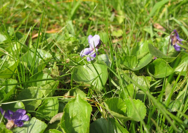 violette.jpg