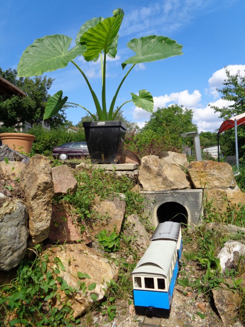 train des plantes (5).JPG