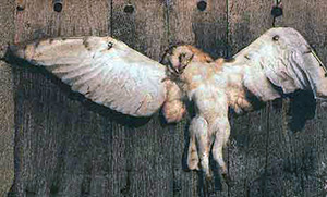 chouette-clouée.jpg