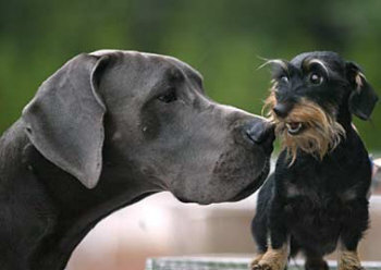 dogue-teckel_ciro_a.jpg