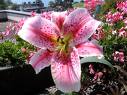 Lys-rose.JPG