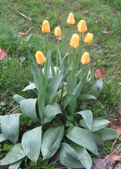 tulipes.jpg