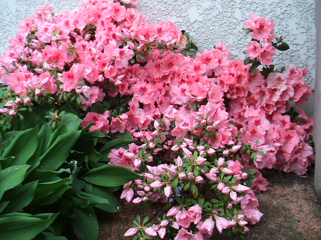 PHOTOARCHIVES 2009 4 006.jpg