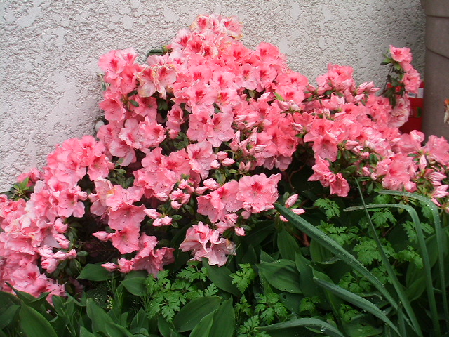 PHOTOARCHIVES 2009 4 007.jpg