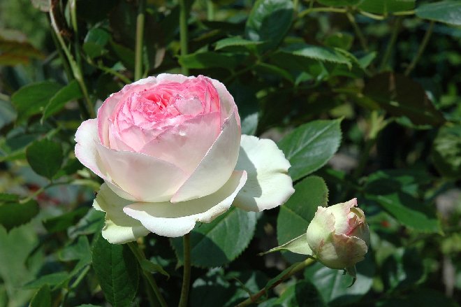 Pierre de Ronsard-009rw.jpg