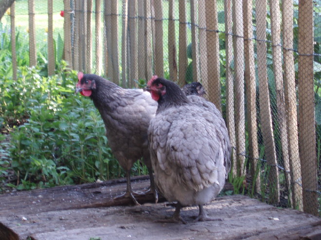 P4190013.JPG