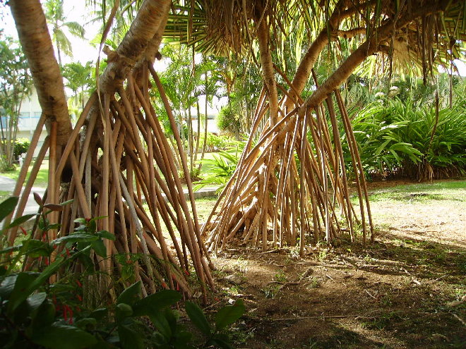 PICT1110.JPG