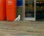 629.gif
