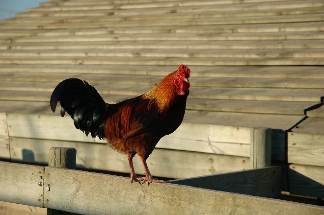 Coq (1)w.jpg