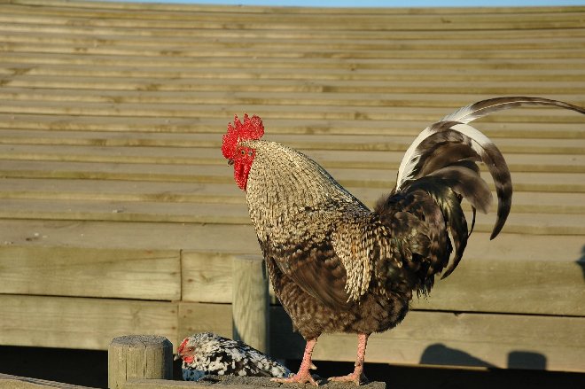 Coq (2)w.jpg