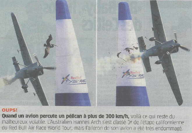 pelican.jpg