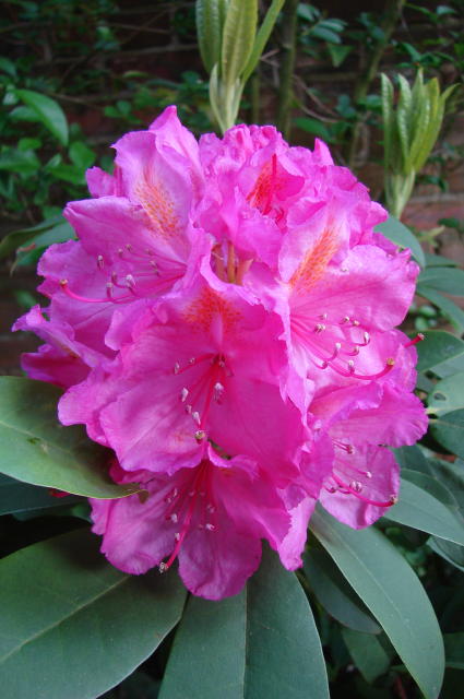 rhodo3.jpg
