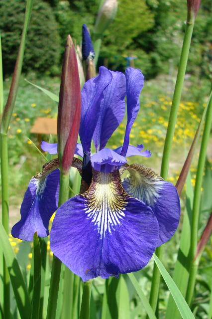 iris3.jpg