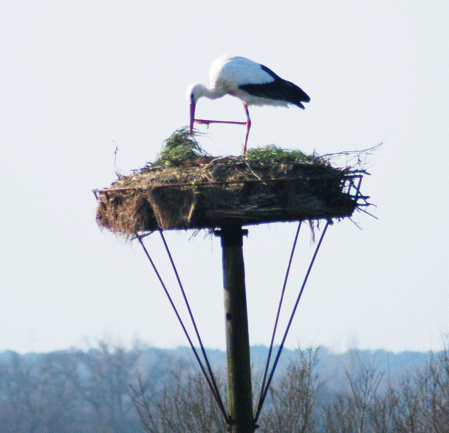 20090529cigognepal.jpg.gif
