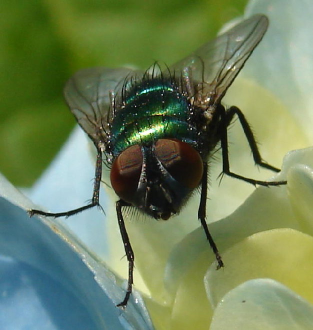 mouche.jpg