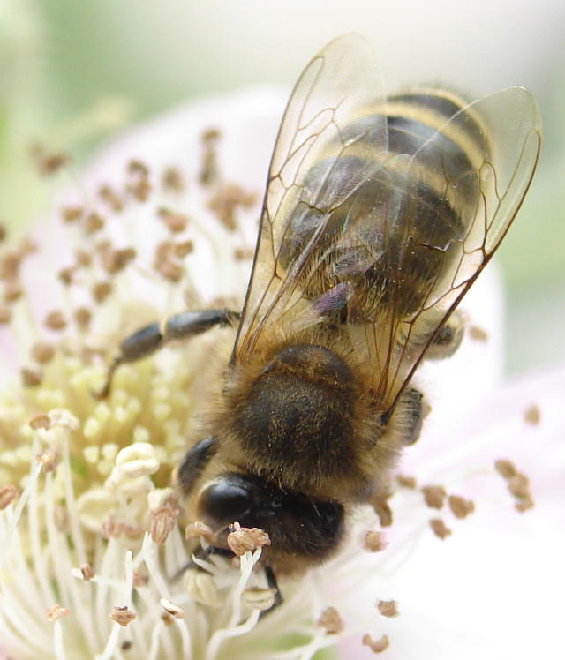 abeille.jpg