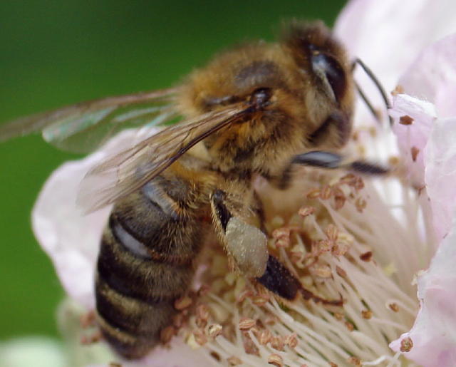 abeille2.jpg