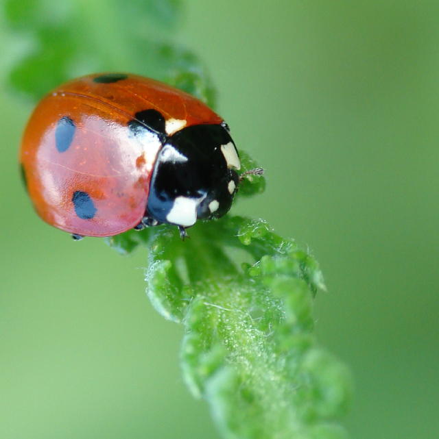 coccinelle.jpg