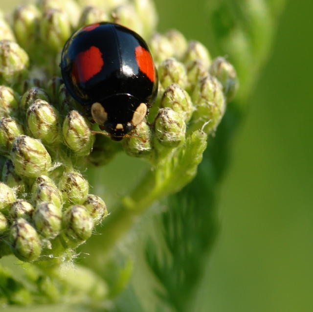 coccinoire.jpg