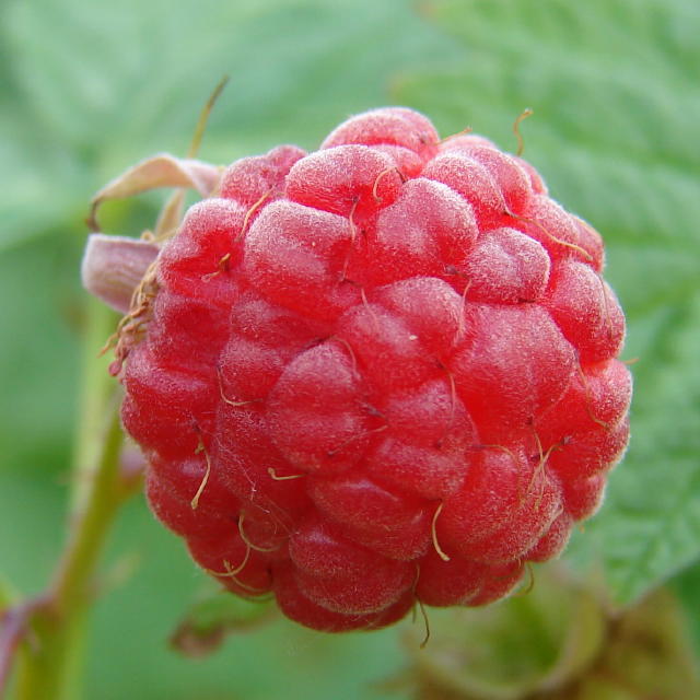 framboise.jpg