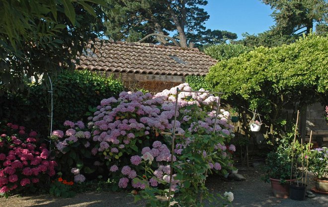Hortenisas-006brw.jpg