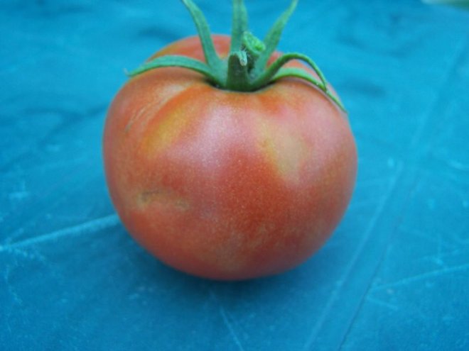 100_4392.JPG