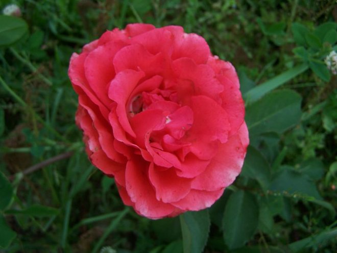 100_4393.JPG