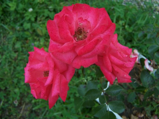 100_4394.JPG