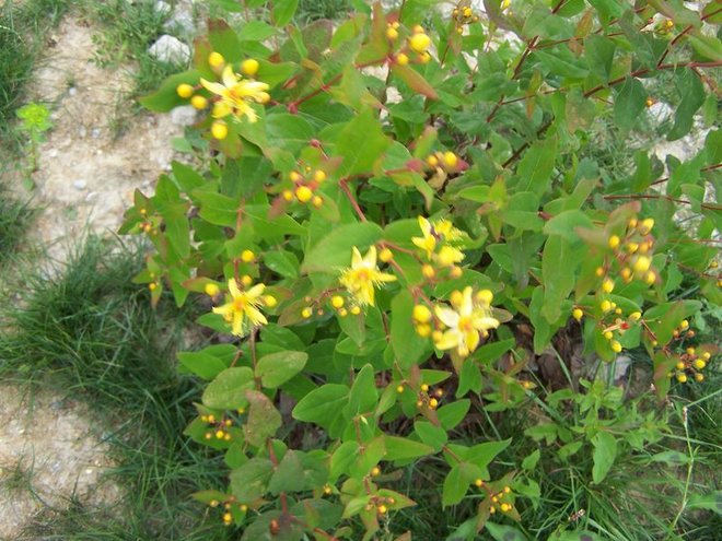 100_4395.JPG