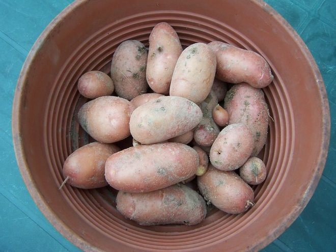 100_4399.JPG