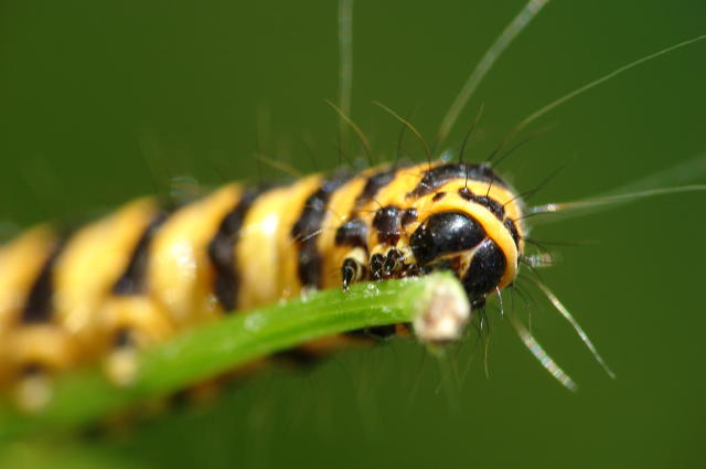 chenille.jpg