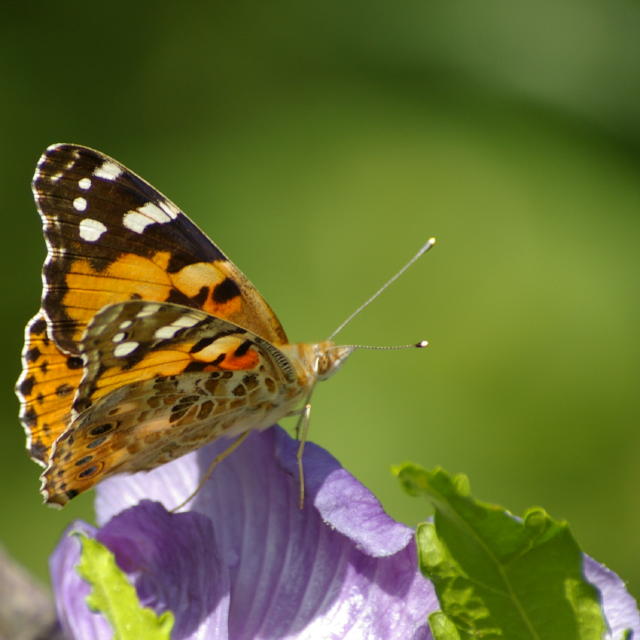 papillon2.jpg