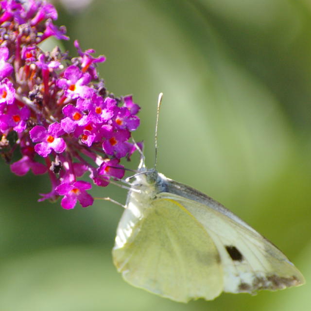 papillon4.jpg