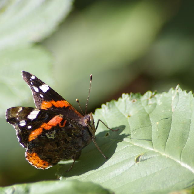 papillon5.jpg