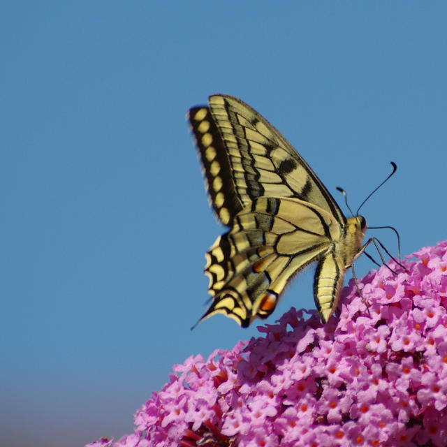 machaon.jpg