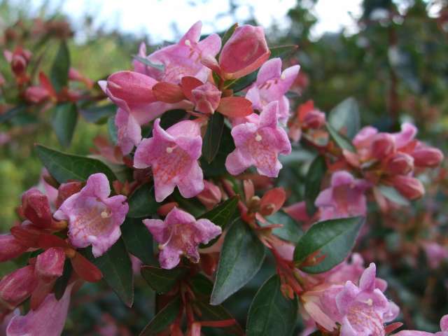 Au jardin 012_PhotoRedukto.jpg
