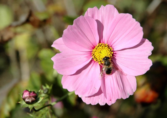 Cosmos-012rbw.jpg