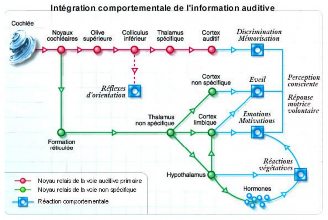 Interprétation des sons.png