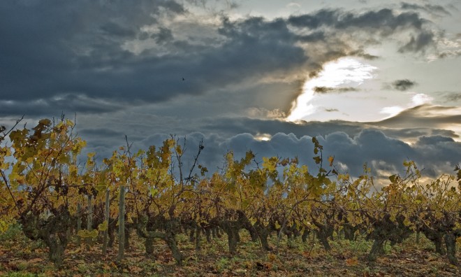 DSC_1599brw.jpg