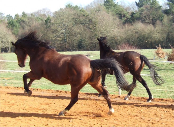 Chevaux_1.jpg