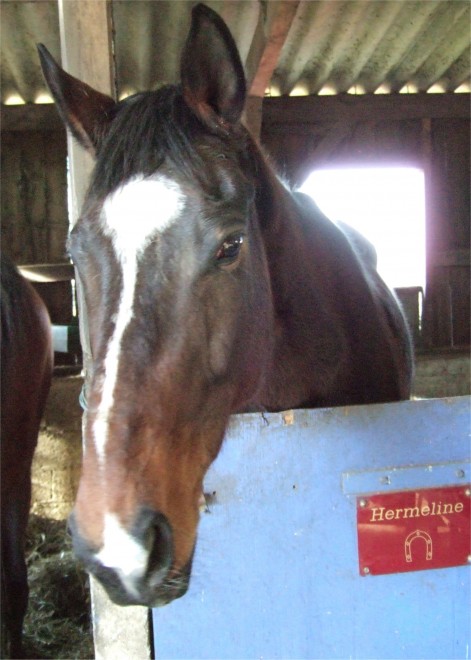 Chevaux_2.jpg